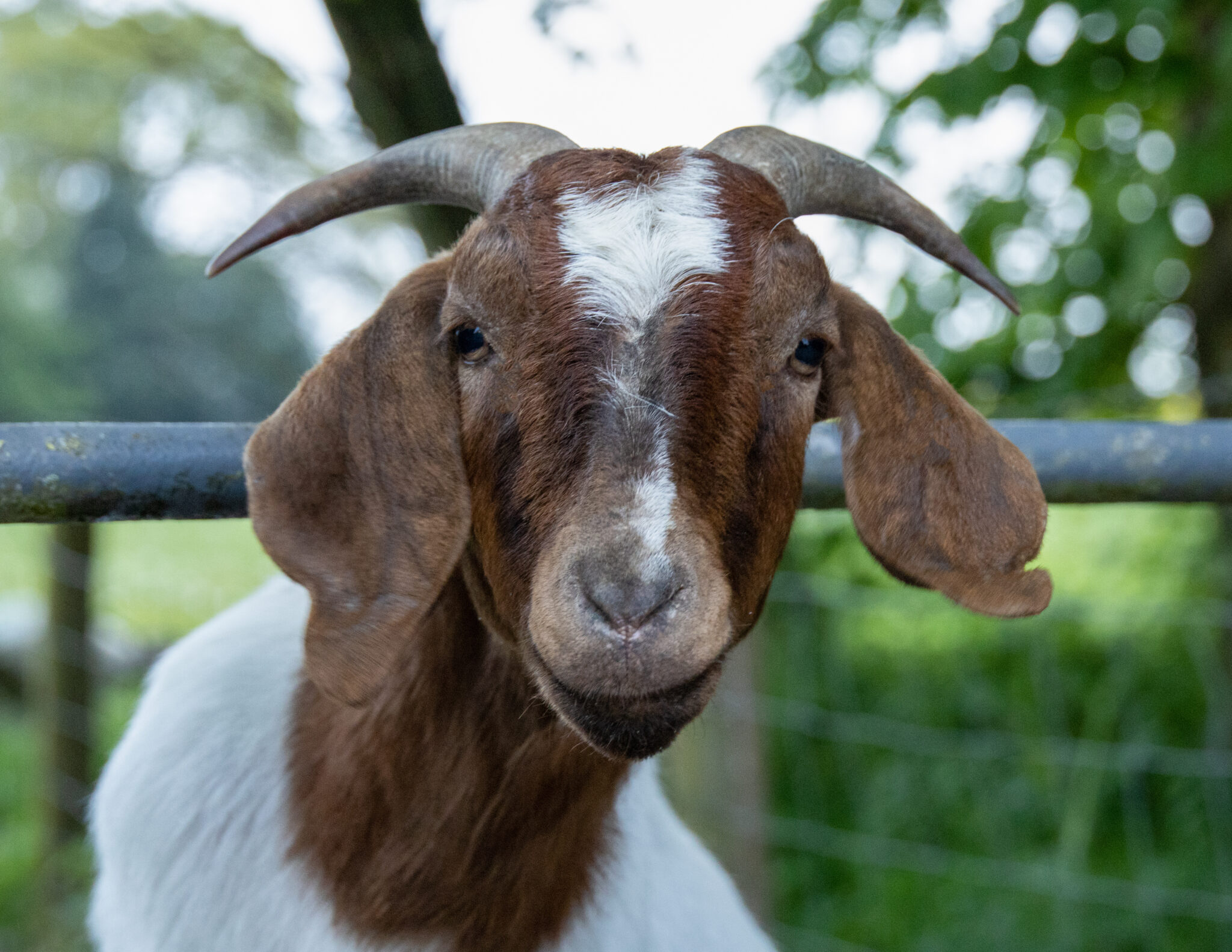 Sheep & Goat Marketing - United Producers