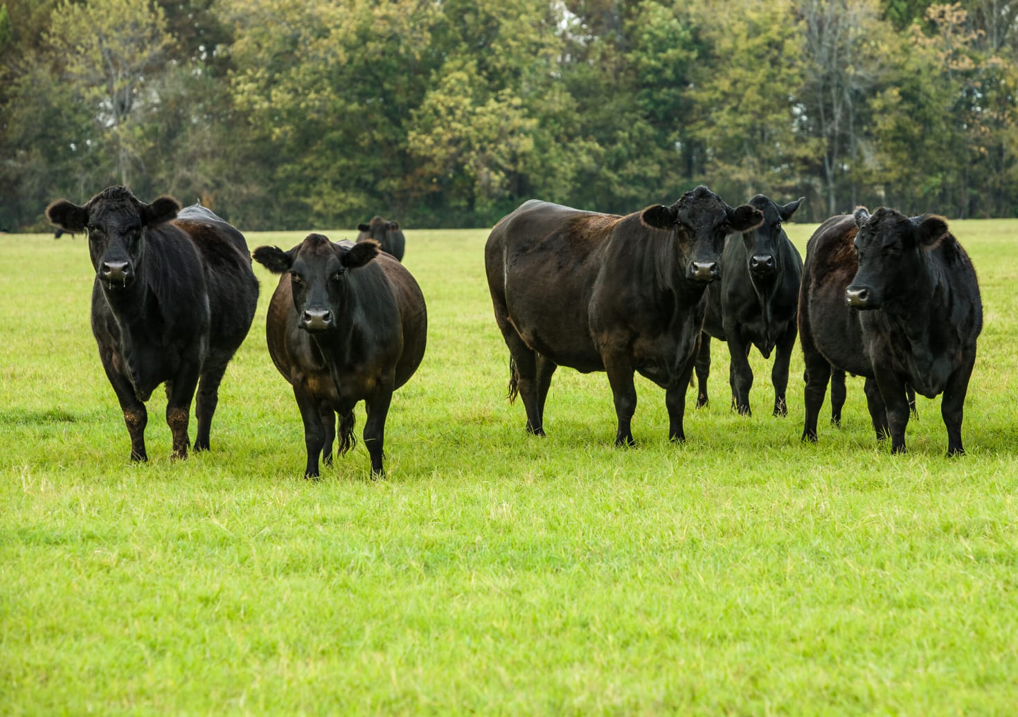 A photo of cows in a pasture.