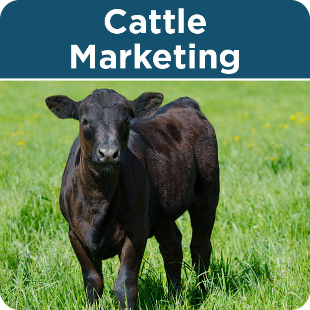 Livestock Marketing United Producers